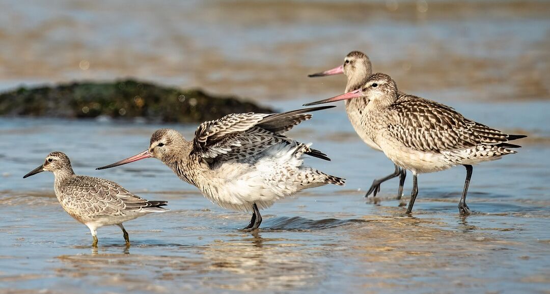 Discovering Wildlife: A Family Guide to Nature Around Conwy