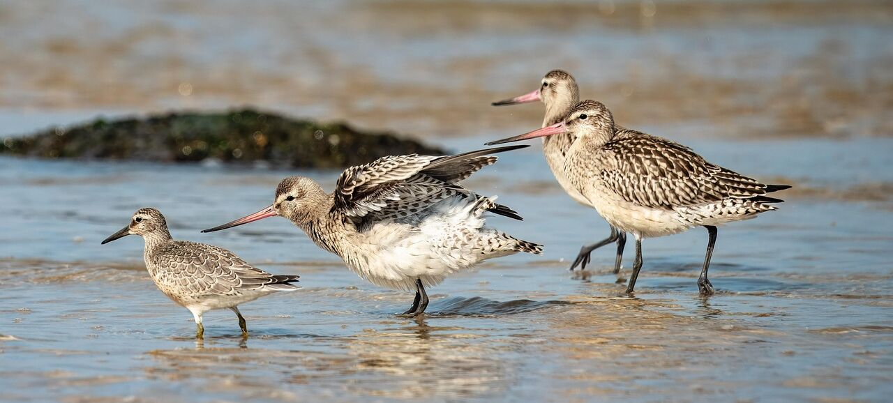 sandpiper bird